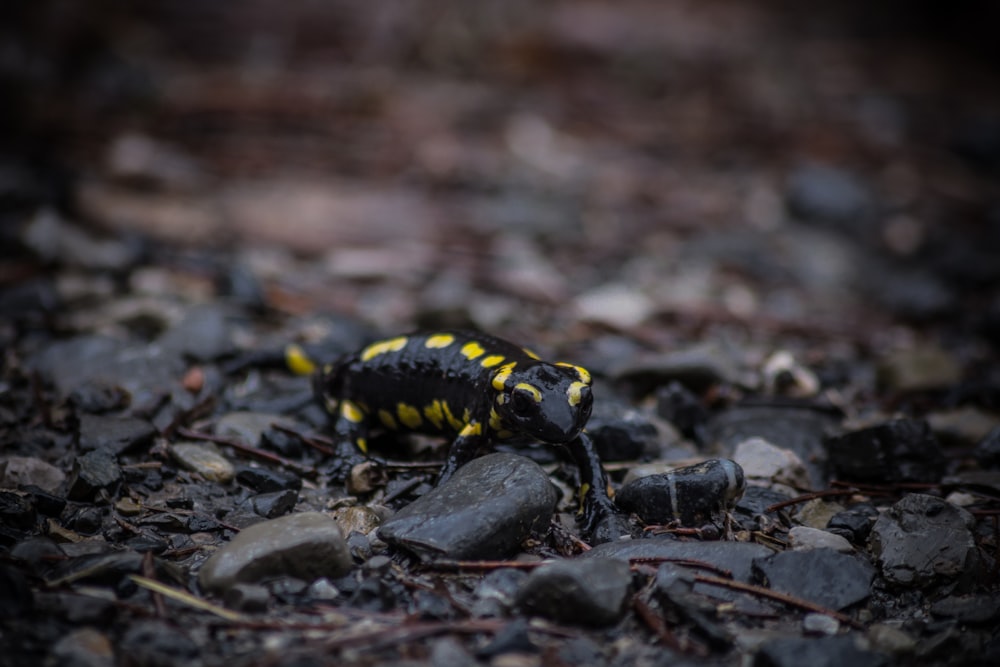 selective focus photo of black and yellow salamander crawling on stones