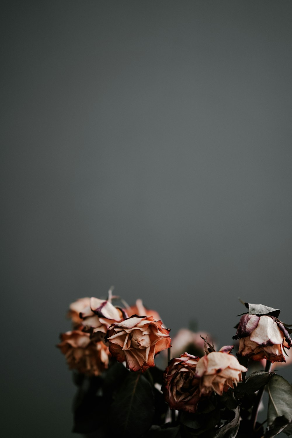 dry beige flower