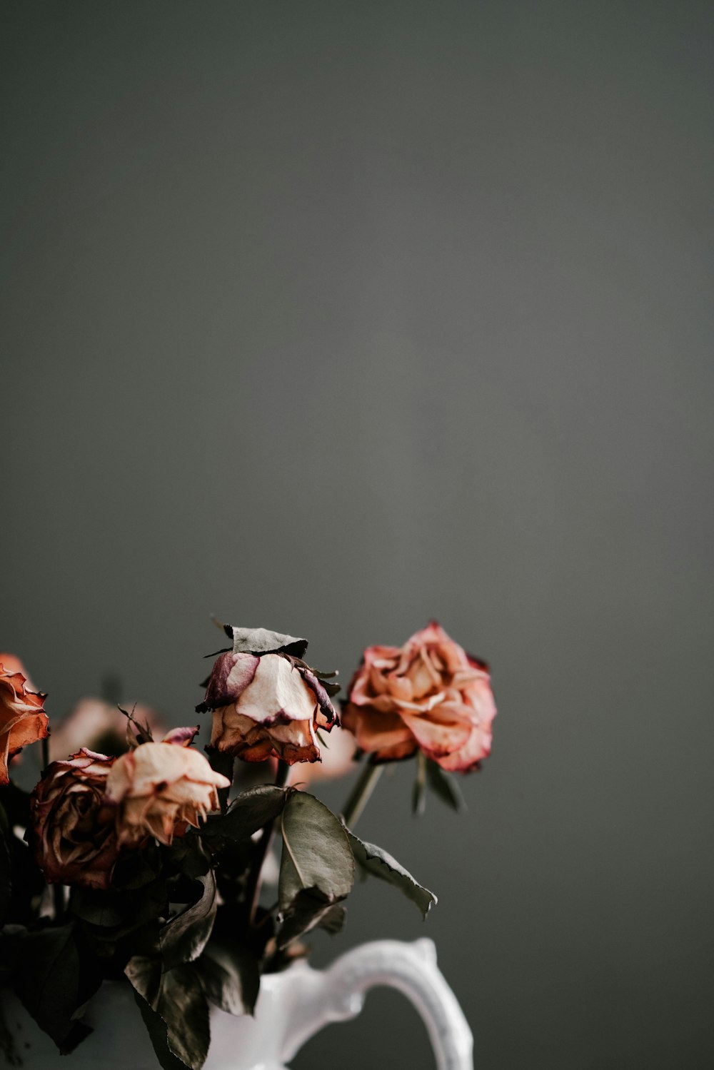 30k+ Dying Rose Pictures | Download Free Images on Unsplash