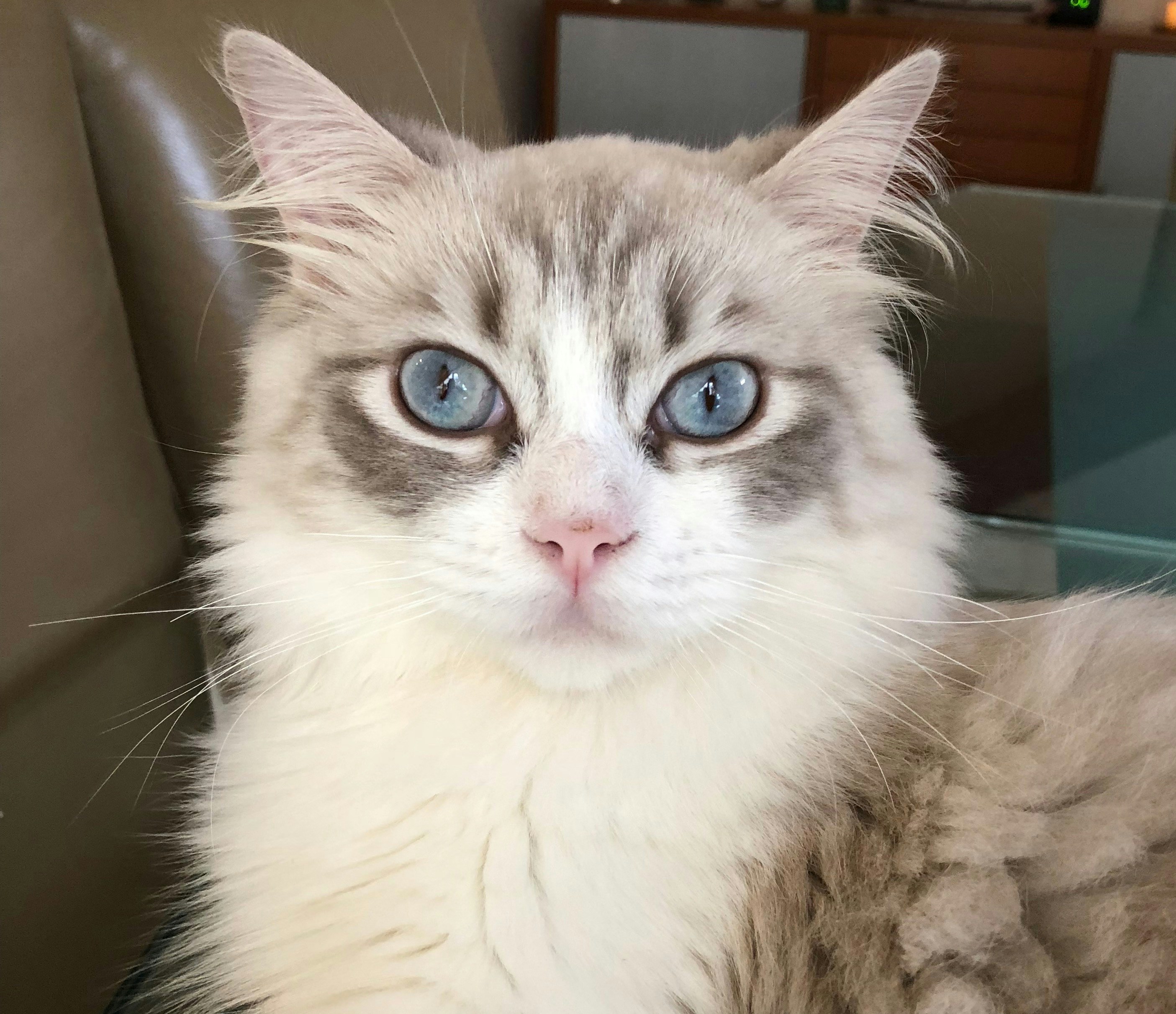 Gato Ragdoll con pelaje suave y ojos azules