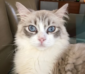 A fluffy cat with striking blue eyes sits comfortably. Its fur is a mix of white and light brown, creating a soft and gentle appearance. The cat’s expression is calm and relaxed.