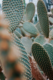 close up photo of green cactus during daytime