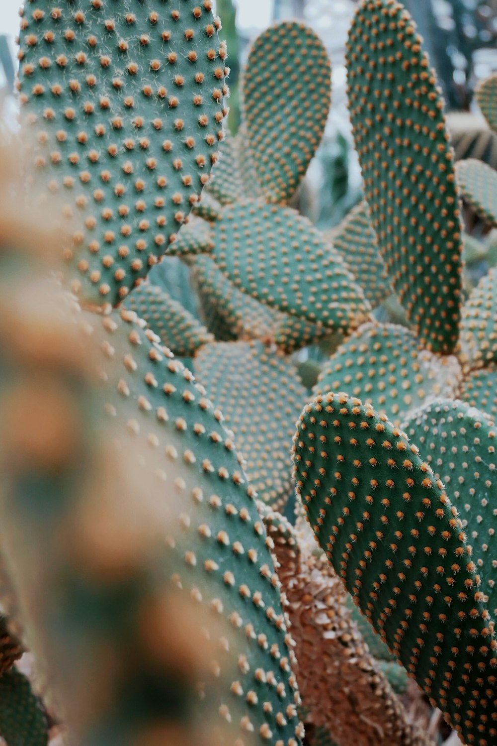 foto ravvicinata di cactus verde durante il giorno