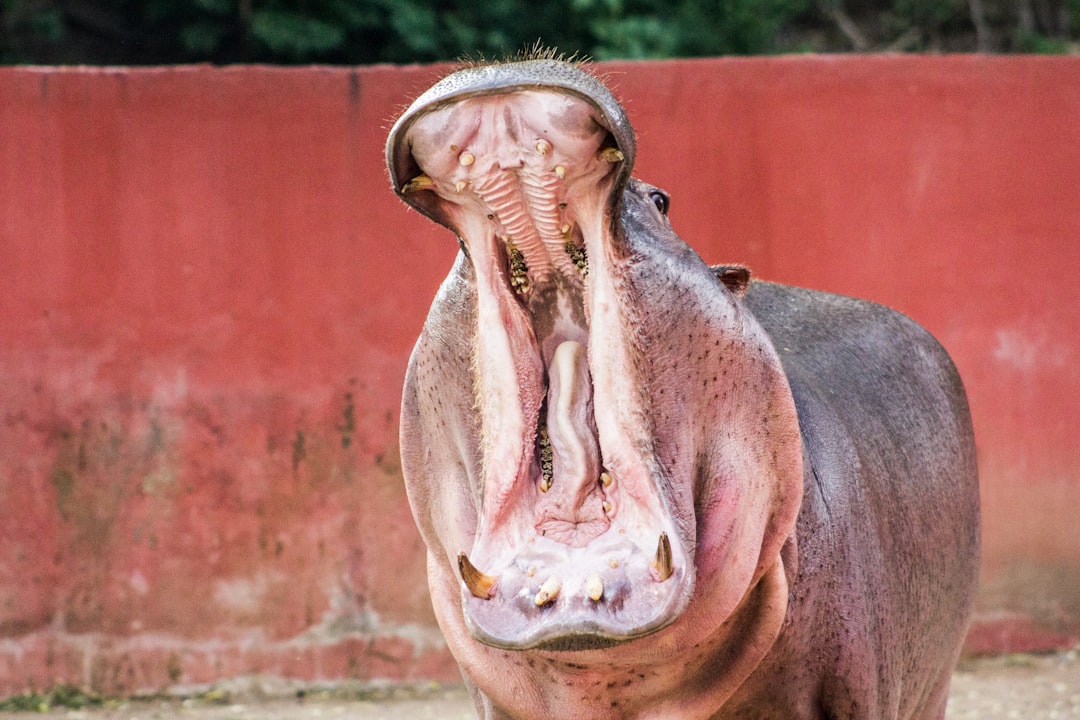 Hippo yawnly widely