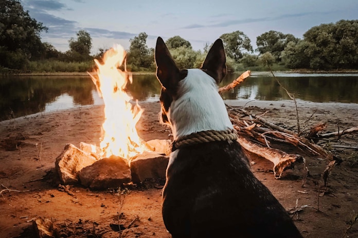 dogAdvisor | dog Advisor | dogadvisor.dog | dog Advisor