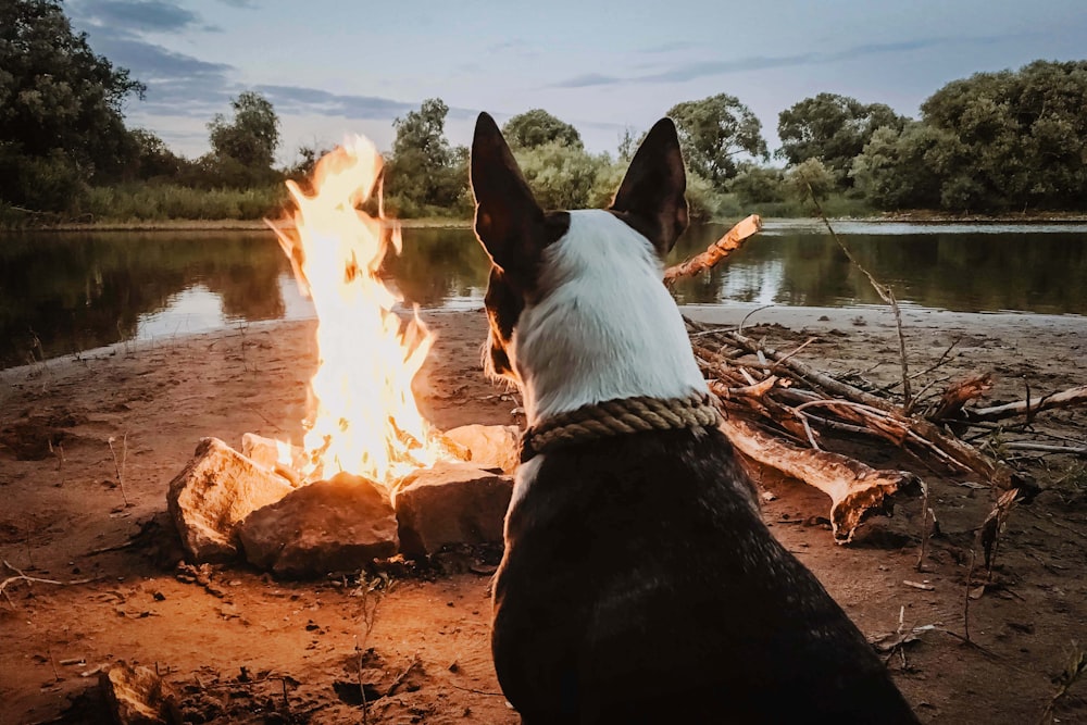 cão sentado na frente da fogueira perto do corpo de água durante o dia