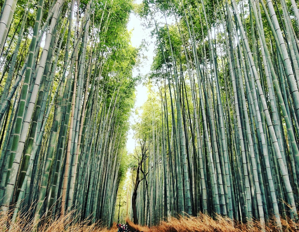 fotografia lowangle da árvore de bambu