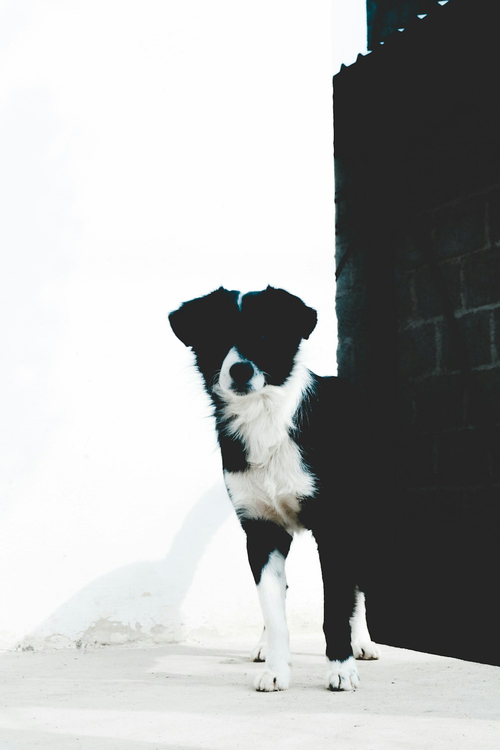 short-coated black and white dog standing near black concrete brick wall