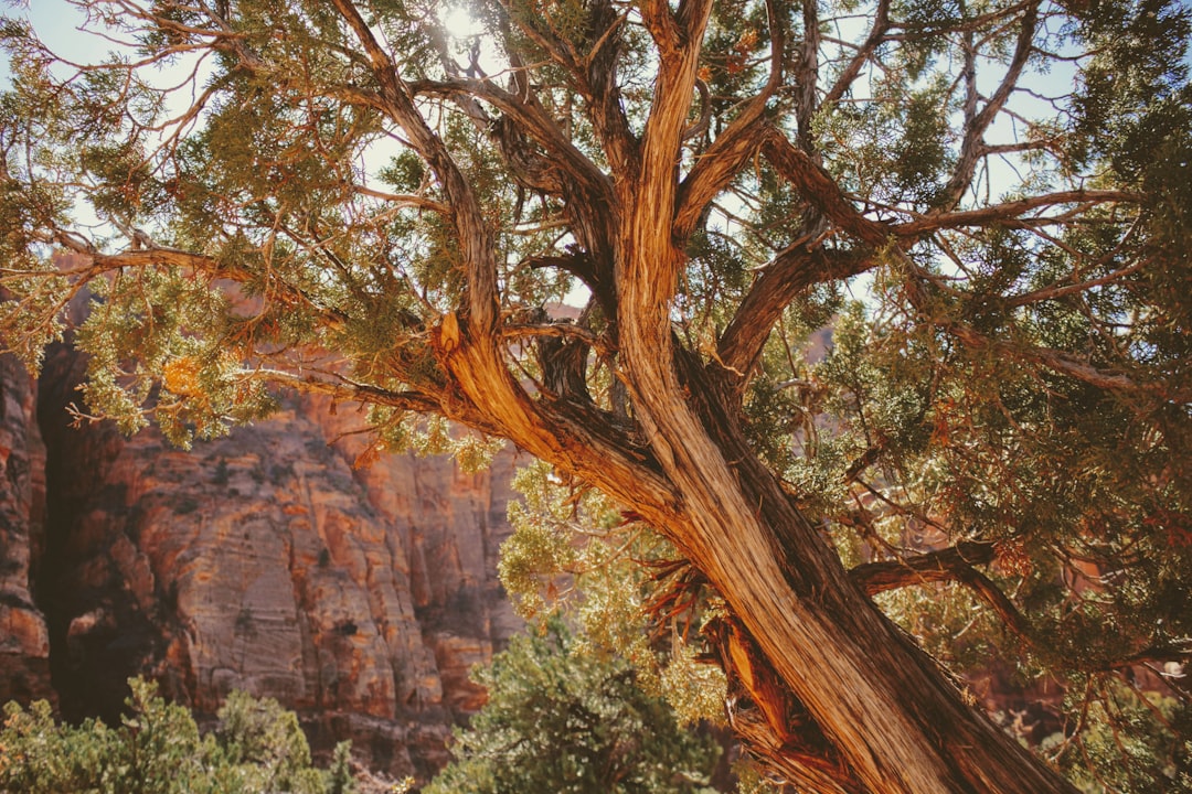 Nature reserve photo spot Canyon Overlook Trail Zion National Park