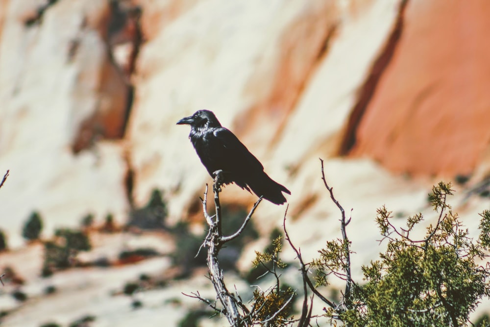 selective focus photography of perching crow