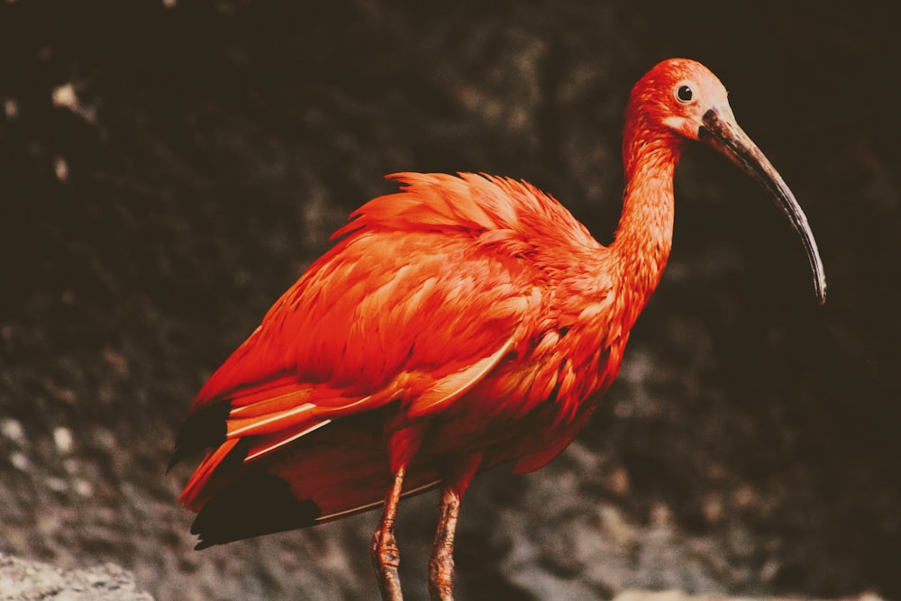 붉은 긴 부리 새의 선택적 초점 사진