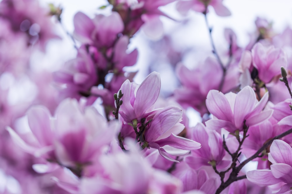 selective focus photography of purple orchid flowers