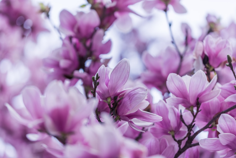Fotografía de enfoque selectivo de flores de orquídeas púrpuras