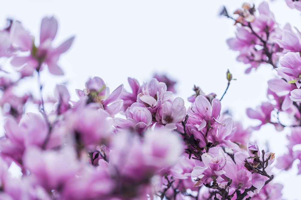 Fotografía de enfoque selectivo de flores de pétalos púrpuras