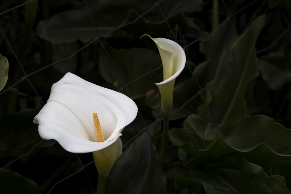 planta com flores brancas do sino