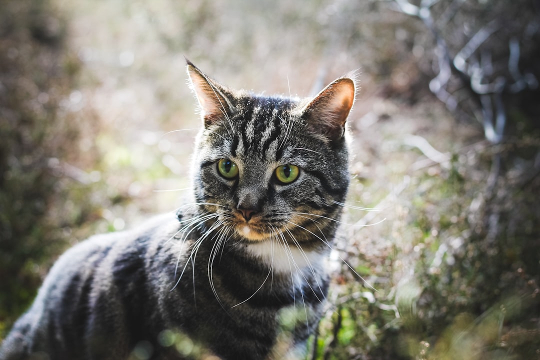 gray cat