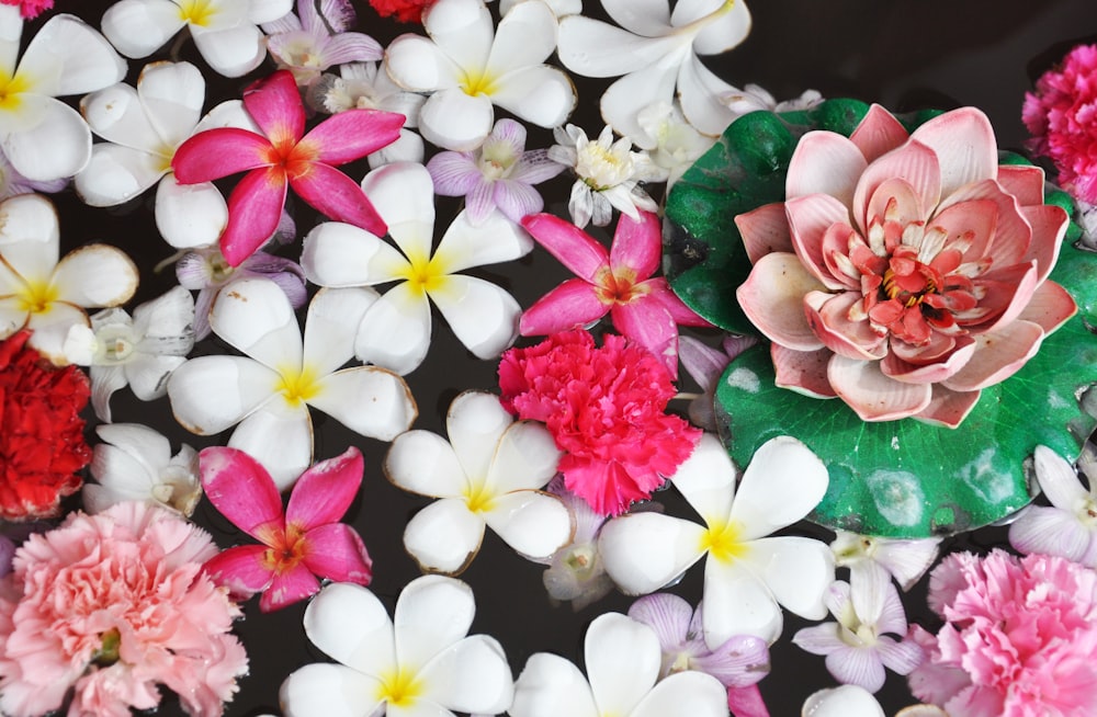 white and pink petaled flowers