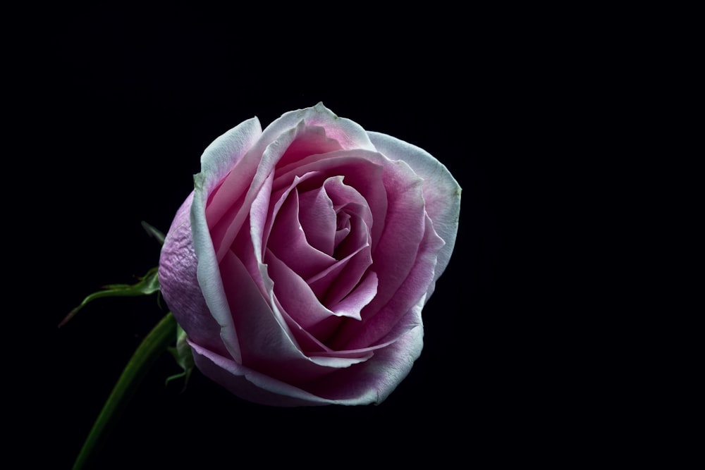 Selektives Fokusfoto der rosa und weißen Rosenblüte