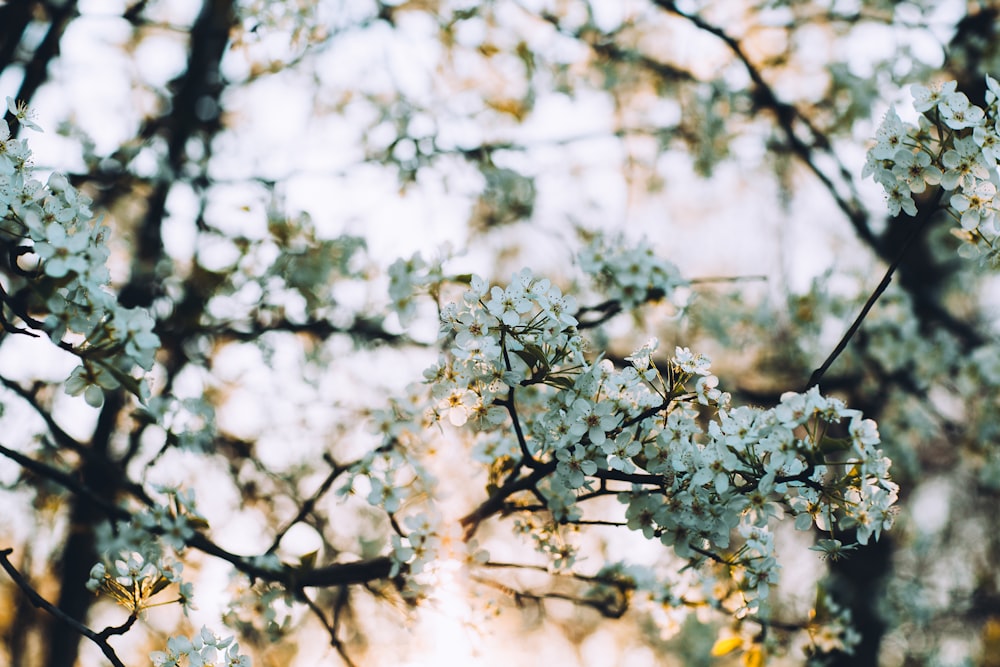 green flowers in tilt shift photography