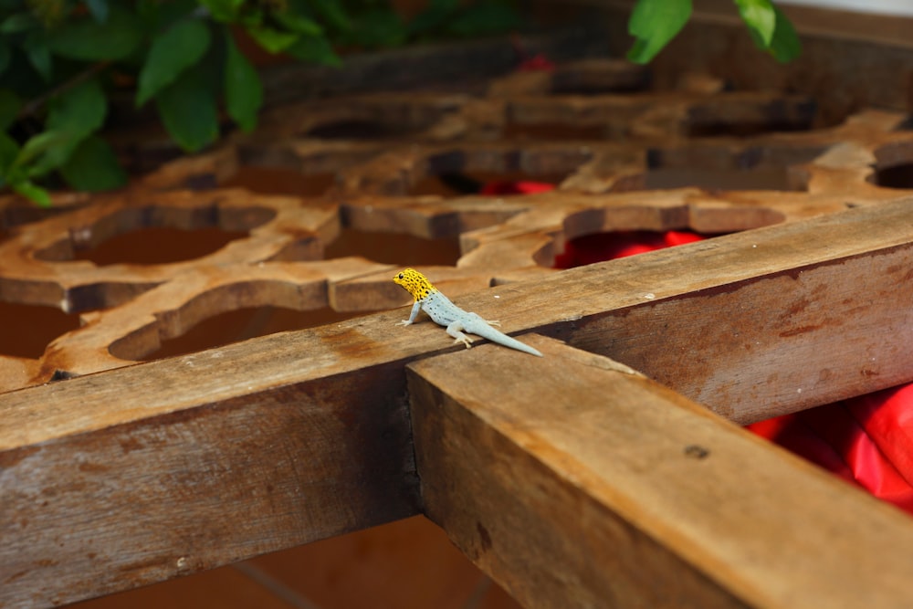 lizard walking on brown wooden surface