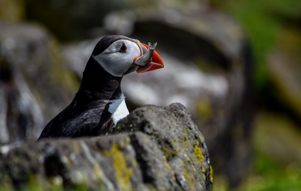 Atlantic puffin catched fish while standing on gray rock during daytime