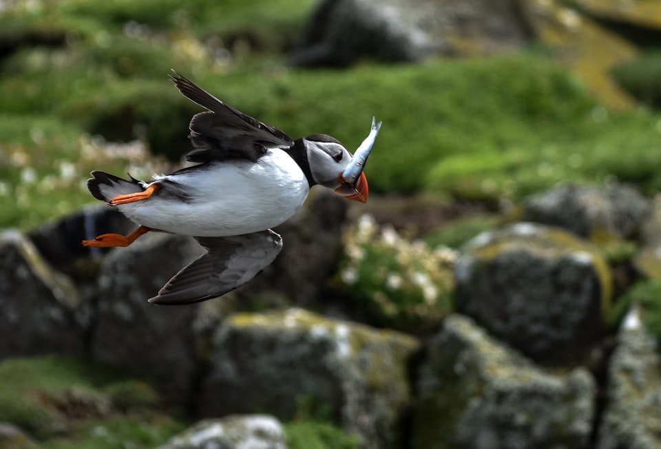 A puffin is flying with a small fish in its b