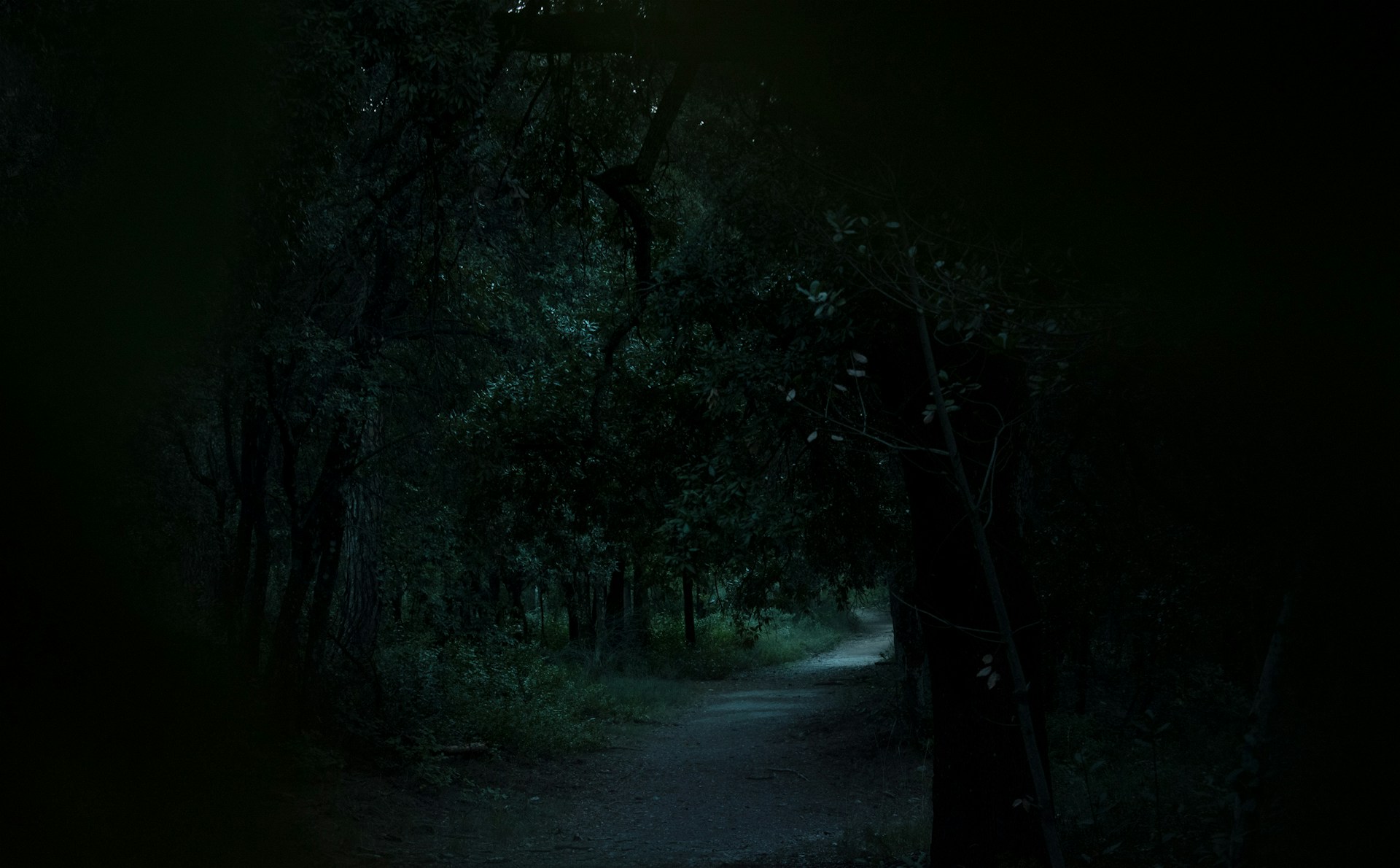 A dark, eerie forest shrouded in mist, with twisted trees and a faint path leading into the unknown.