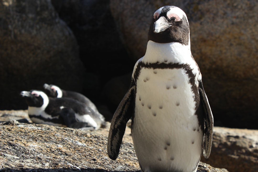 Wildlife photo spot Boulders Beach Cape Town