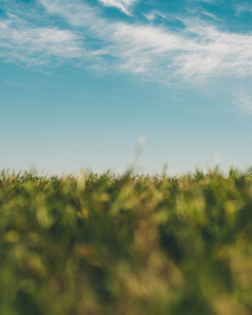 photography of grass under sky