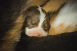 A close-up of Tulia Iris gently nuzzling one of her newborn puppies in a cozy whelping box.