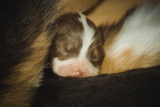 A newborn puppy with closed eyes nestles peacefully among its mother's fur, surrounded by warm brown, black, and white tones.