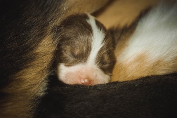 A newborn puppy with closed eyes nestles peacefully among its mother's fur, surrounded by warm brown, black, and white tones.