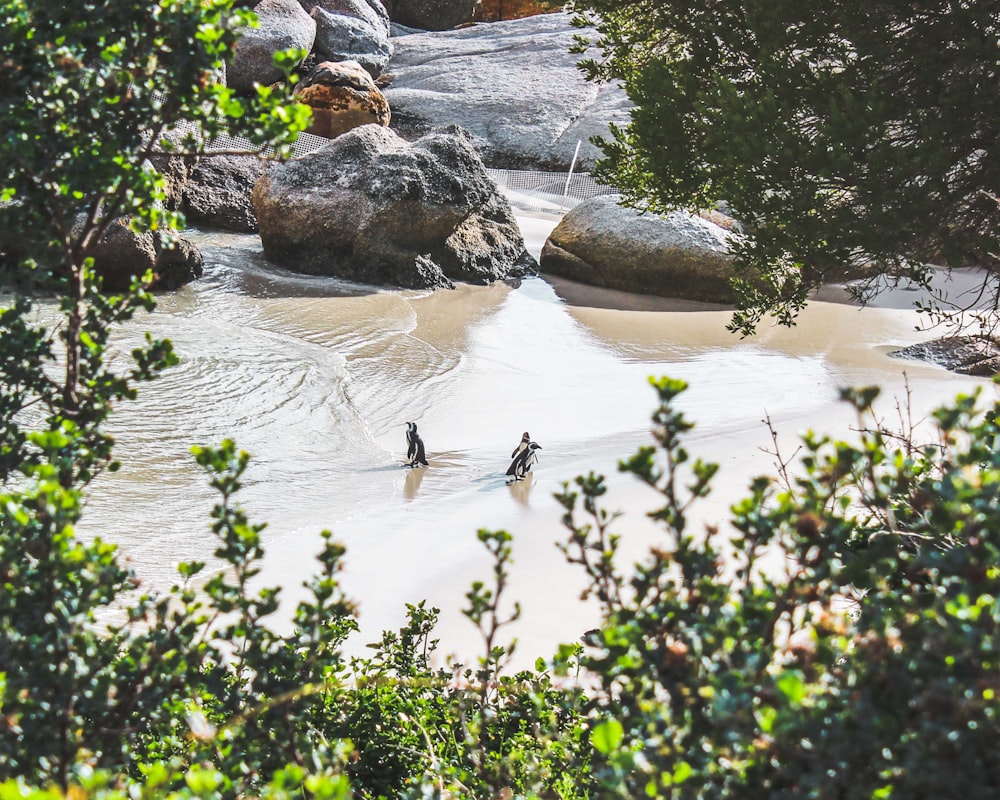 penguins on water