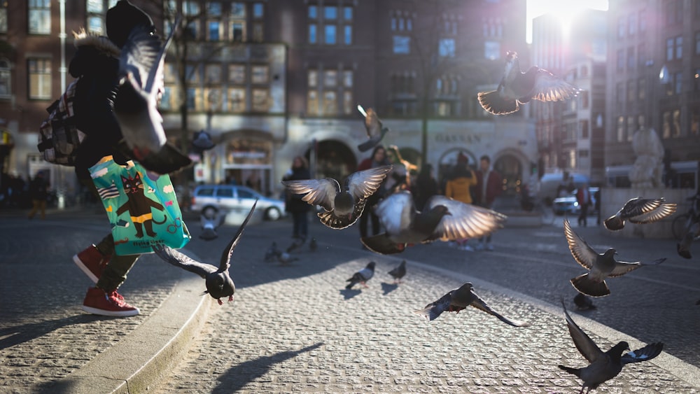 Persona en la calle jugando con palomas