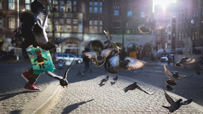 person on street playing with doves