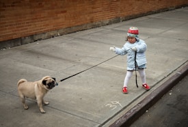 A young child wearing a winter coat, mittens, and a colorful hat is holding a leash attached to a pug. The child stands on a city sidewalk near a brick wall, seemingly pulling the leash gently.