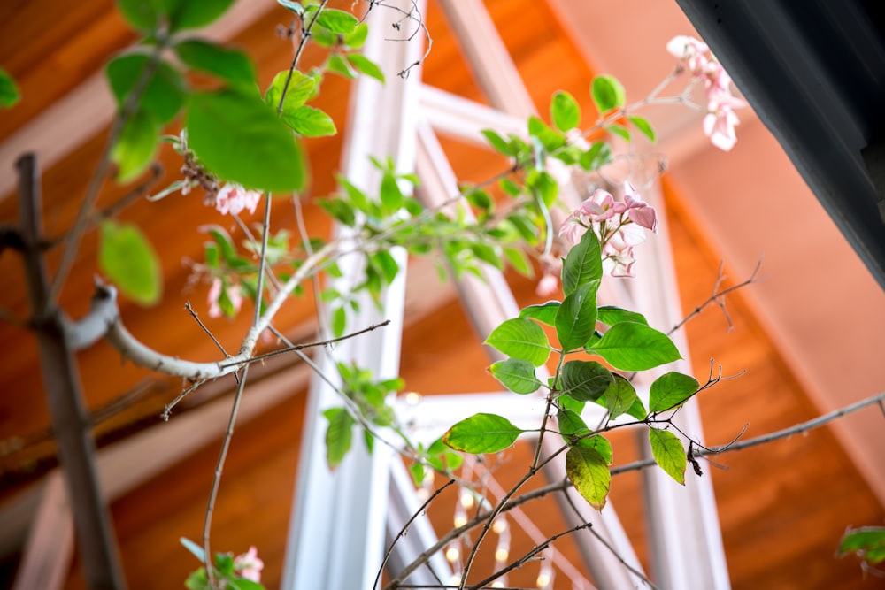 green leafed plants