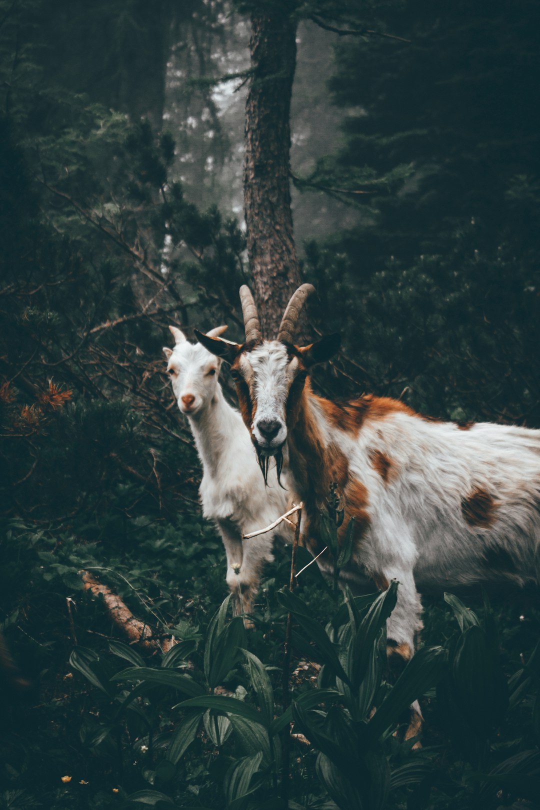 two brown and white goats standing near brown tree during daytime