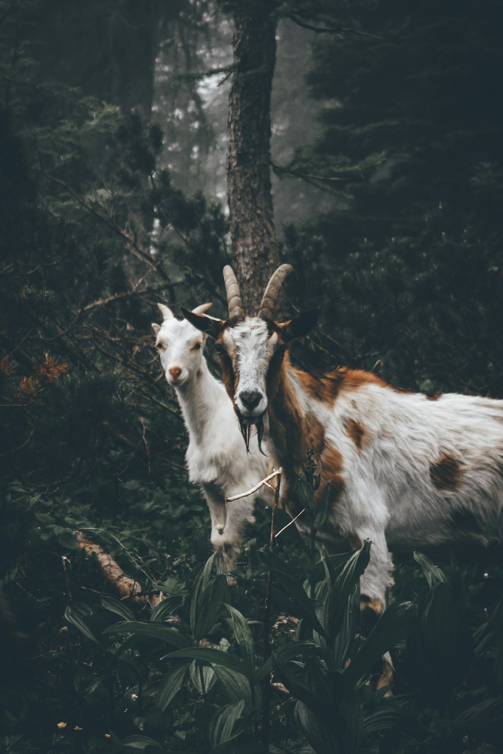 two brown and white goats standing near brown tree during daytime