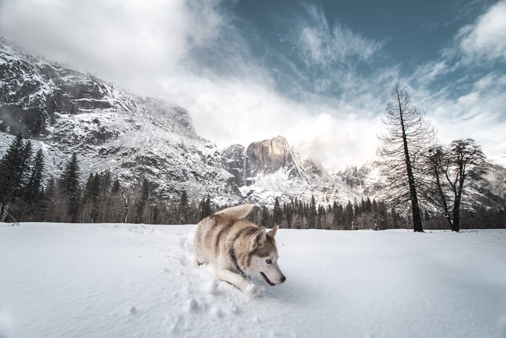 Ausgewachsener weißer Siberian Husky, der tagsüber auf Schnee läuft