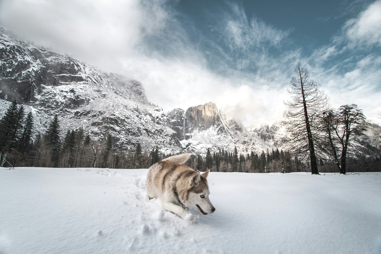 Canon EF-S 10-22mm F3.5-4.5 USM sample photo. Adult white siberian husky photography