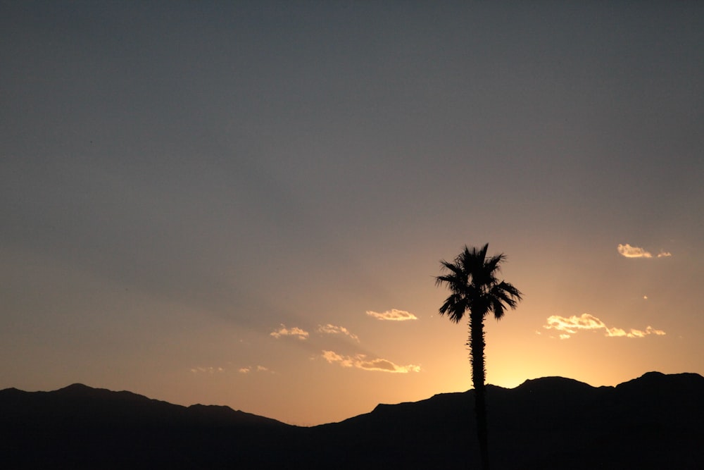 silhouette of tree during sunrise