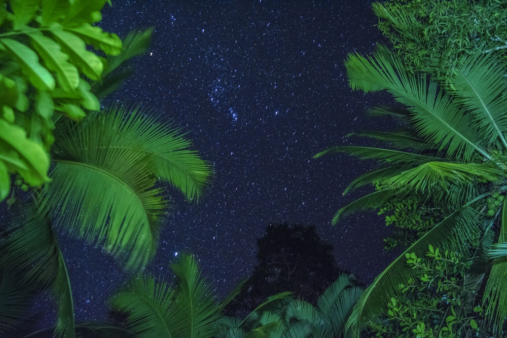 green leafed plants under starry sky
