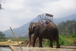 An elephant stands near a mountainous landscape with a saddle on its back. The surroundings are lush with greenery, and the sky is partly cloudy, adding depth to the background.