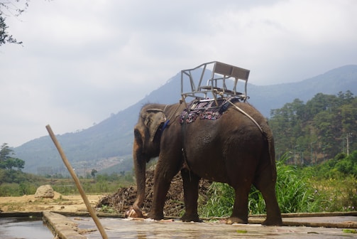 An elephant stands near a mountainous landscape with a saddle on its back. The surroundings are lush with greenery, and the sky is partly cloudy, adding depth to the background.