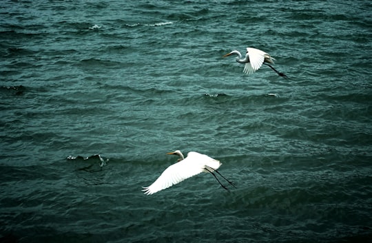 photo of MRT Tamsui Sta. Wildlife near Yehliu