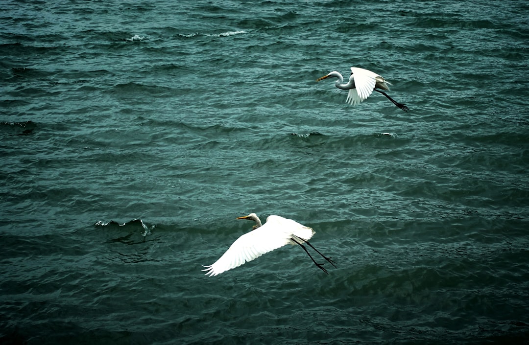 photo of MRT Tamsui Sta. Wildlife near Tamsui Fisherman's Wharf