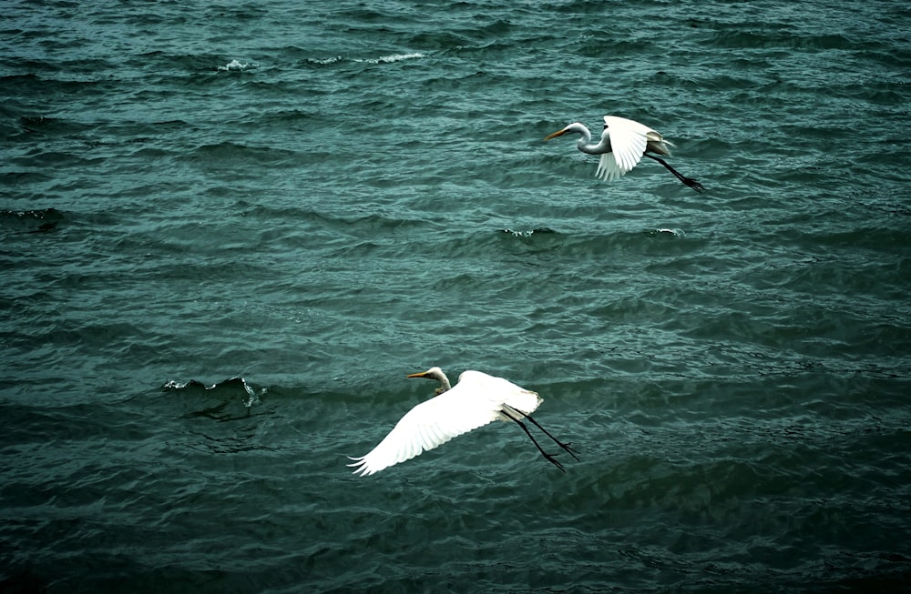 two white seagulls in the sky