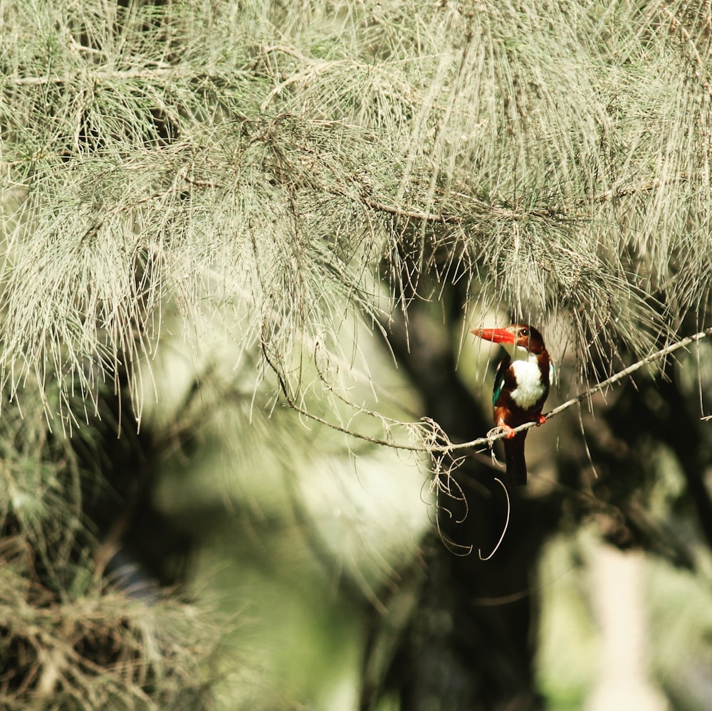 selective focus photography of bird on branch of tree