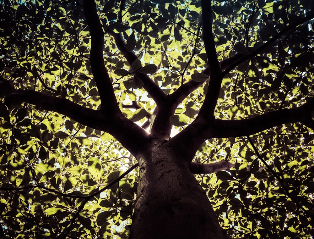 low angle photography of black and green tree